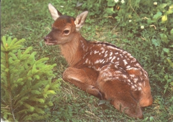 Jelení mládě 1997 95 001 CH ● - Fauna